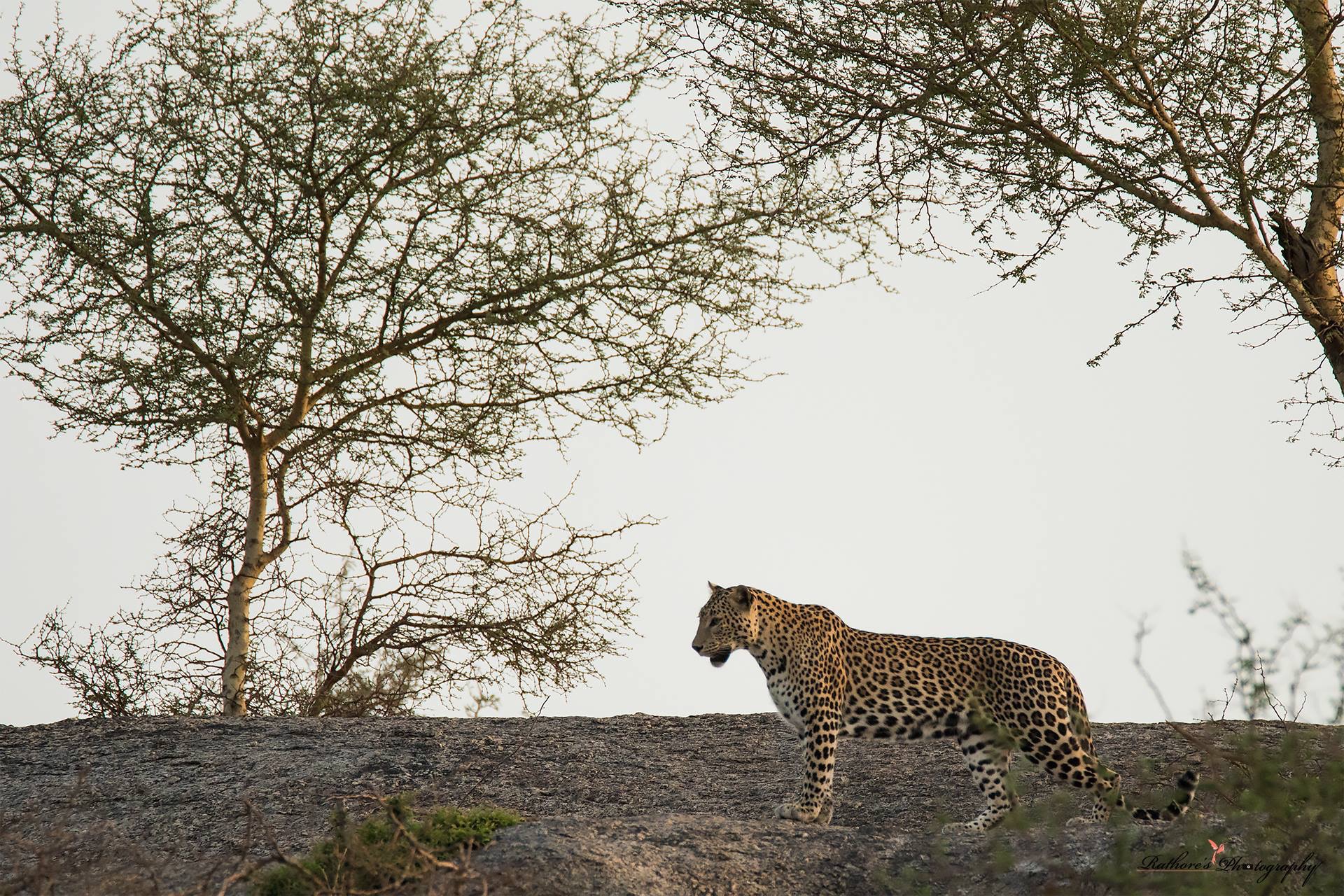 8-daagse paardrijtocht Het Luipaardpad Rajasthan – India - Afbeelding 4