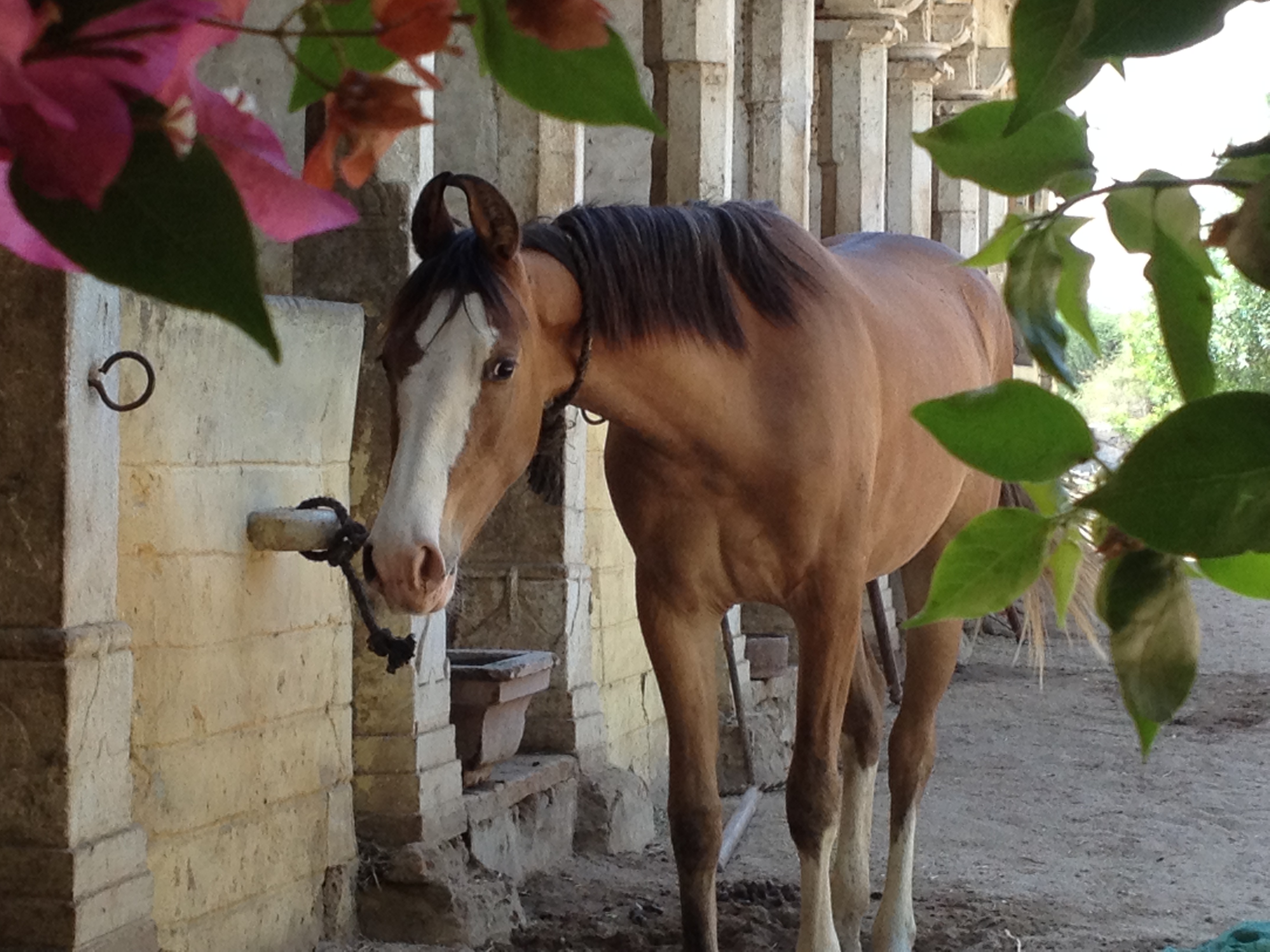 Standplaats paardrijvakantie Narlai Rajasthan – India