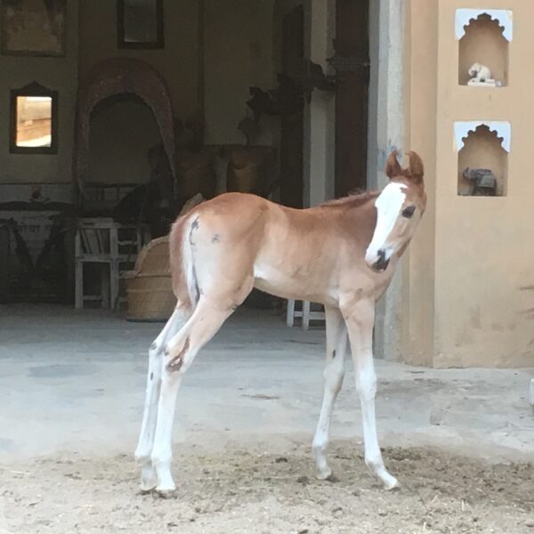 Standplaats paardrijvakantie Narlai Rajasthan – India