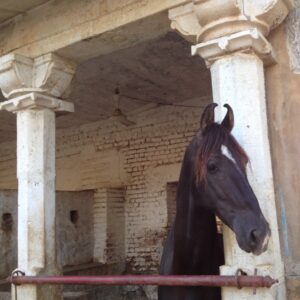 Standplaats paardrijvakantie Narlai Rajasthan – India - Afbeelding 3