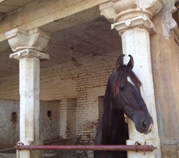 Standplaats paardrijvakantie Narlai Rajasthan – India