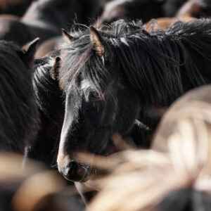 6-daagse paardrijtocht Hekla vulkaan - IJsland - Afbeelding 8