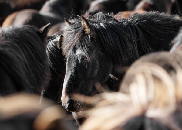 6-daagse paardrijtocht Hekla vulkaan - IJsland