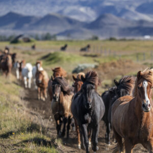 6-daagse paardrijtocht Hekla vulkaan - IJsland