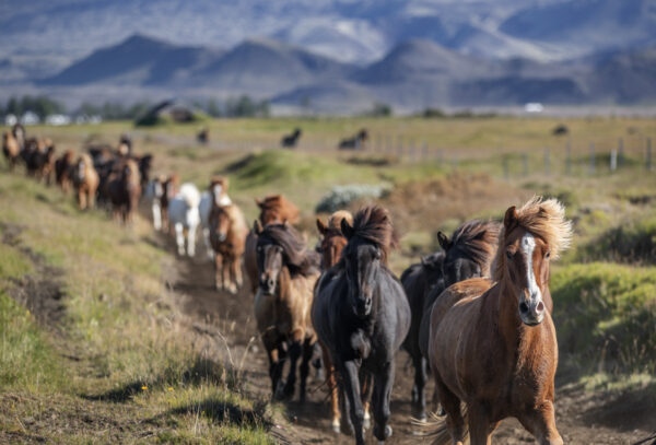 6-daagse paardrijtocht Hekla vulkaan - IJsland
