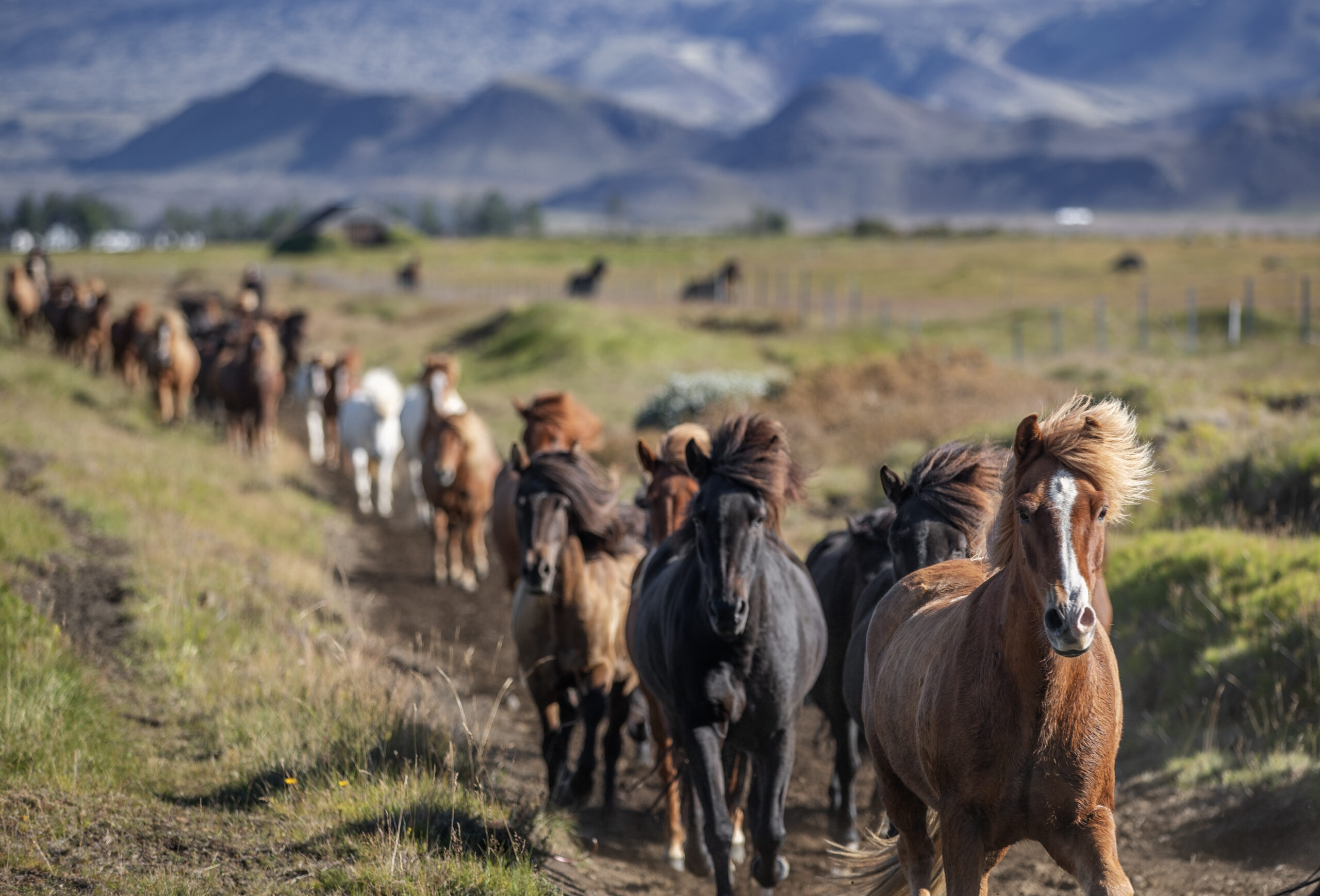 6-daagse paardrijtocht Hekla vulkaan - IJsland - Afbeelding 1