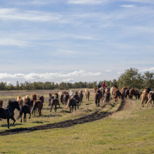 6-daagse paardrijtocht Hekla vulkaan - IJsland - Afbeelding 5