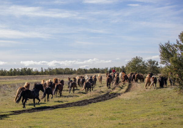 6-daagse paardrijtocht Hekla vulkaan - IJsland