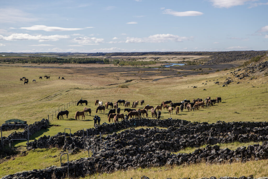 6-daagse paardrijtocht Hekla vulkaan - IJsland