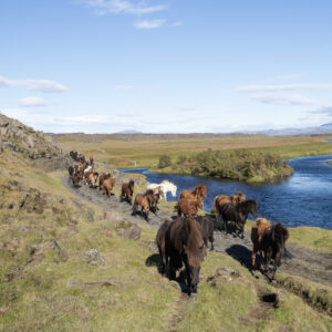 6-daagse paardrijtocht Hekla vulkaan - IJsland - Afbeelding 2