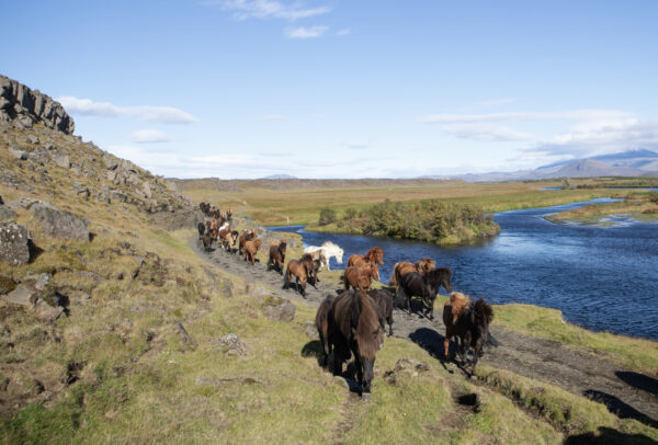 6-daagse paardrijtocht Hekla vulkaan - IJsland