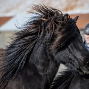 6-daagse paardrijtocht over het Snæfellsnes-schiereiland - IJsland - Afbeelding 2
