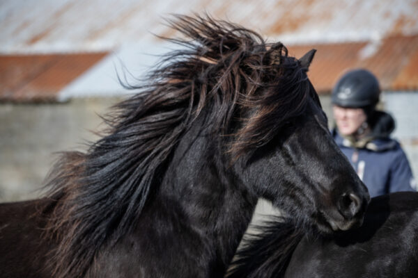 6-daagse paardrijtocht over het Snæfellsnes-schiereiland - IJsland
