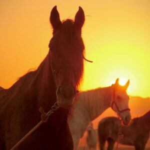10-daagse paardrijtocht van Petra naar Wadi Rum - Jordanië - Afbeelding 7