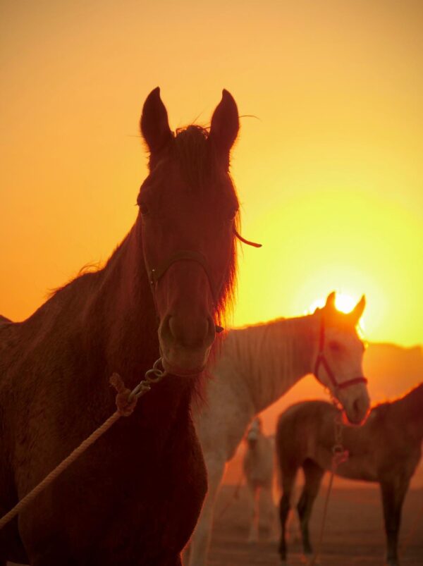 10-daagse paardrijtocht van Petra naar Wadi Rum - Jordanië