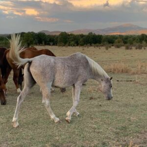 6-daagse paardrijtocht naar de top van het Rhodopegebergte - Bulgarije - Afbeelding 14