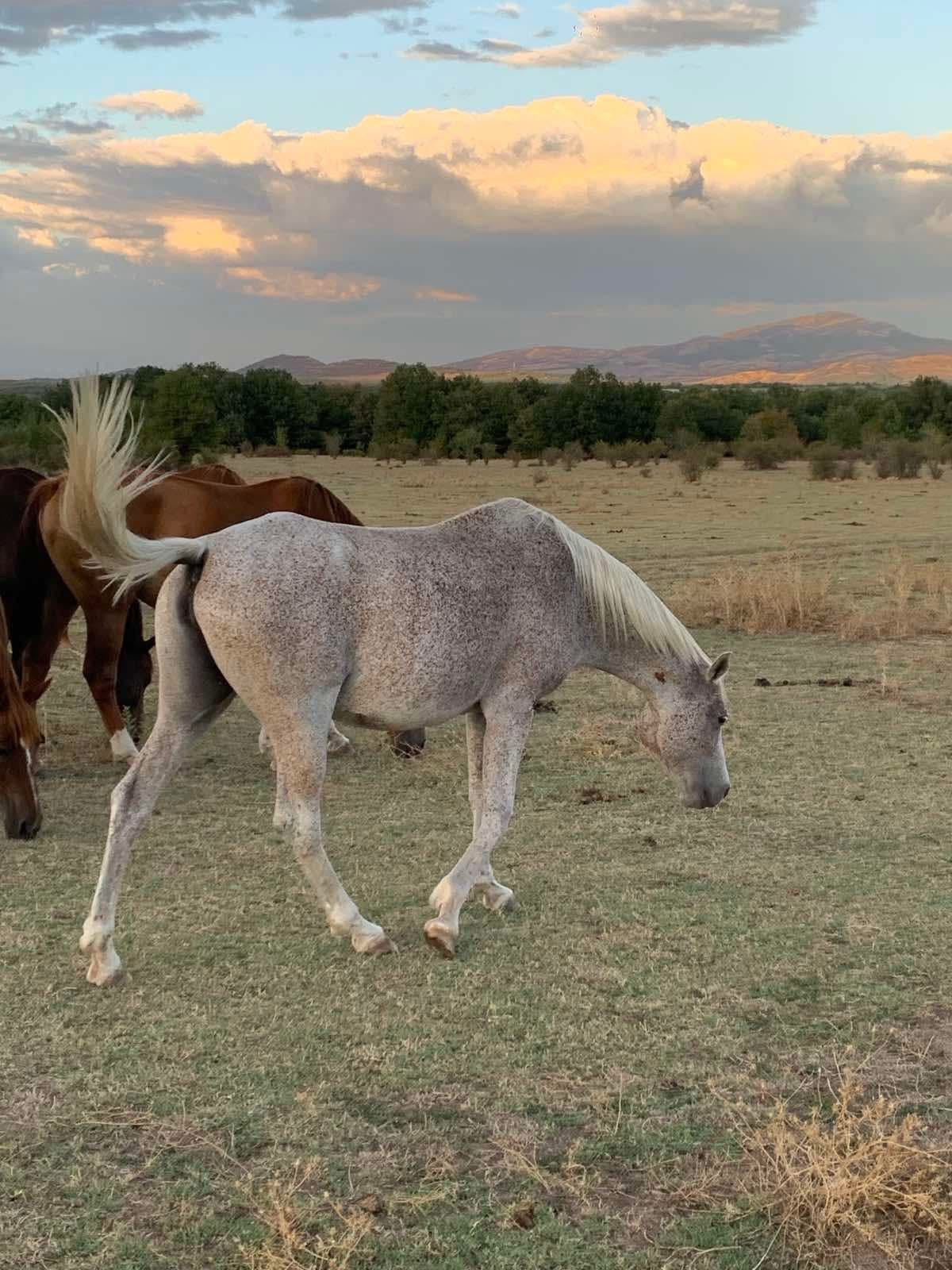 6-daagse paardrijtocht naar de top van het Rhodopegebergte - Bulgarije