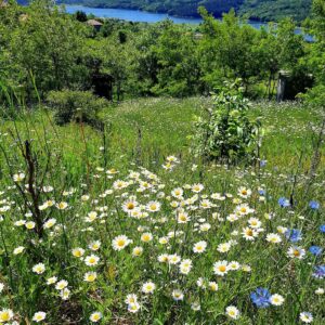 8-daagse paardrijtocht Thracië-tour - Bulgarije - Afbeelding 13