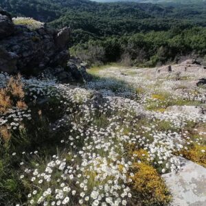 7-daagse paardrijtocht KarabalKan - Bulgarije - Afbeelding 9