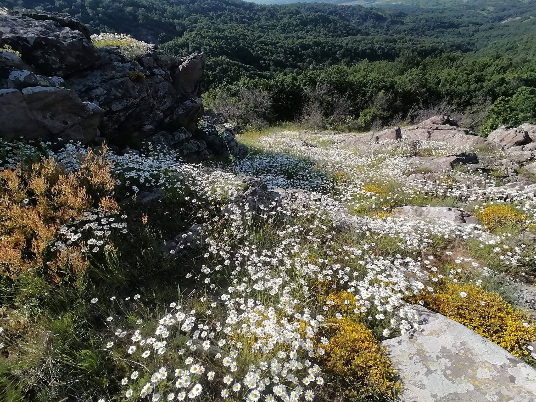7-daagse paardrijtocht KarabalKan - Bulgarije - Afbeelding 9