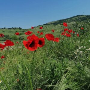 6-daagse paardrijtocht naar de top van het Rhodopegebergte - Bulgarije - Afbeelding 8