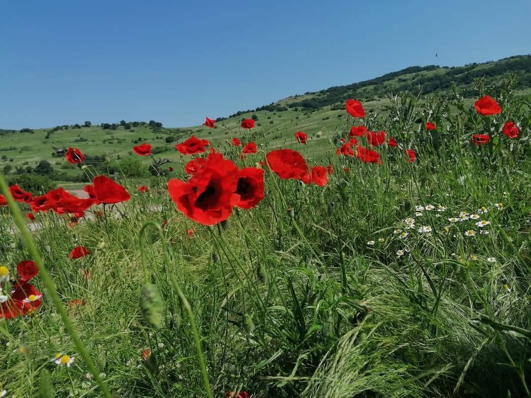 6-daagse paardrijtocht naar de top van het Rhodopegebergte - Bulgarije