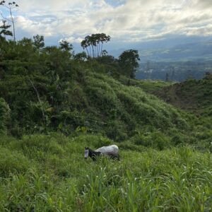 8-daagse Paardrijdtocht bergen, vulkanen, regenwoud - Costa Rica - Afbeelding 25