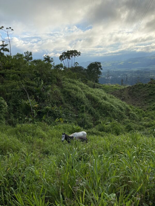 8-daagse Paardrijdtocht bergen, vulkanen, regenwoud - Costa Rica