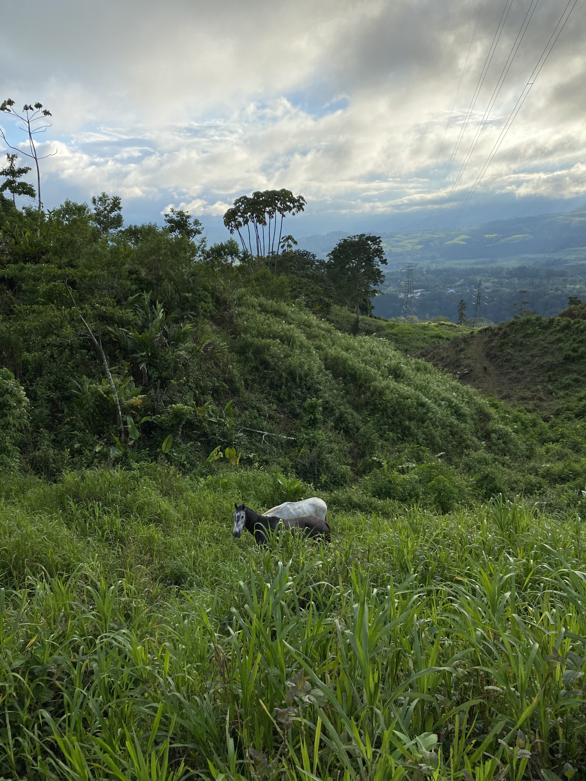 8-daagse Paardrijdtocht bergen, vulkanen, regenwoud - Costa Rica - Afbeelding 25