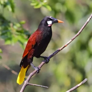 10-daagse Paardrijdtocht van berglandschappen naar de Pacifische kust - Costa Rica - Afbeelding 5