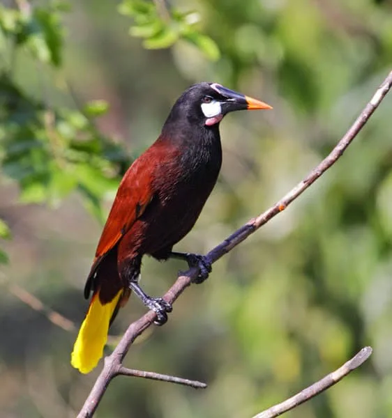 10-daagse Paardrijdtocht van berglandschappen naar de Pacifische kust - Costa Rica