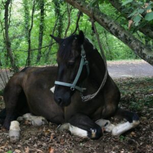 3-daagse paardrijtocht Tufsteensteden Toscane - Italië - Afbeelding 7