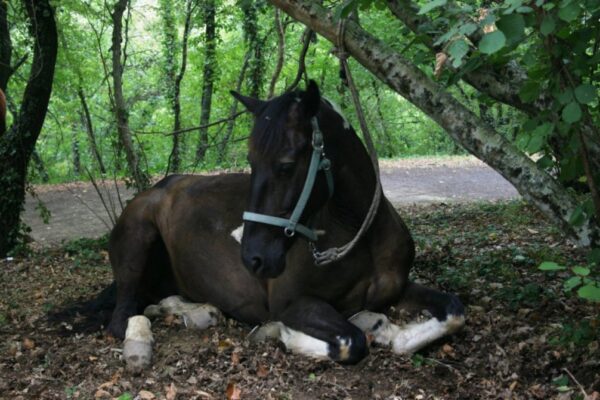3-daagse paardrijtocht Tufsteensteden Toscane - Italië