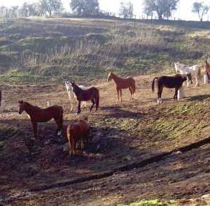 6-daagse paardrijtocht naar 6 verschillende prachtige dorpen Toscane - Italië - Afbeelding 13