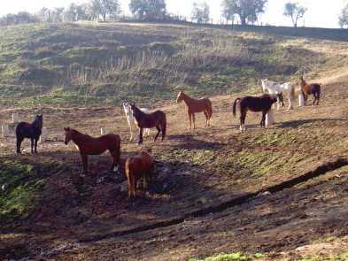 6-daagse paardrijtocht naar 6 verschillende prachtige dorpen Toscane - Italië