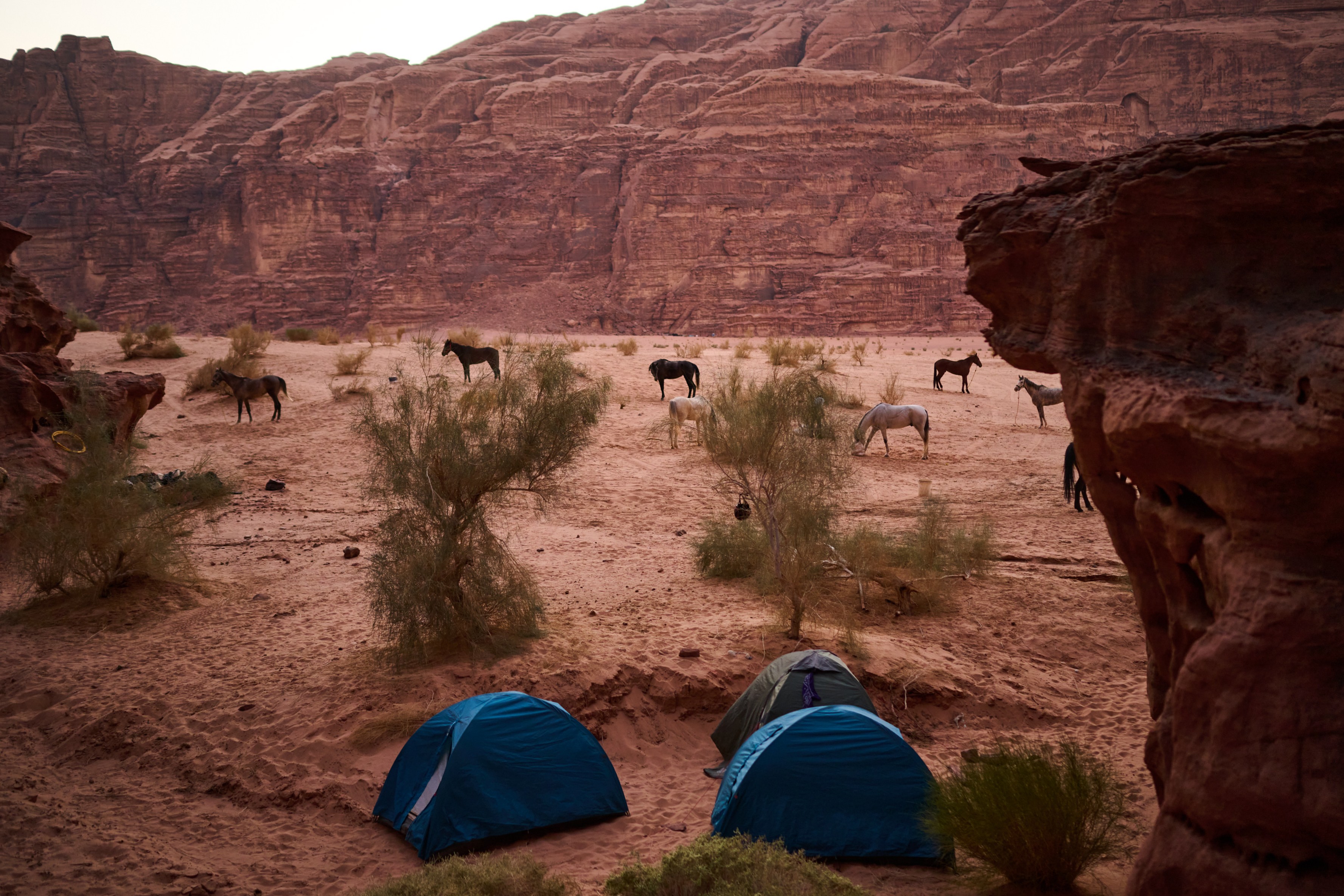 10-daagse paardrijtocht van Petra naar Wadi Rum - Jordanië - Afbeelding 3