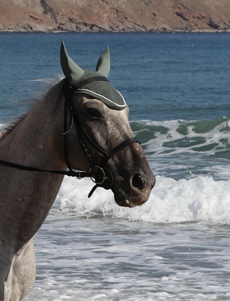 3-daagse paardrijtocht rond Psiloritis & de Witte Bergen Kreta - Griekenland