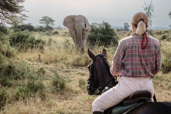 8-daagse Paardrijsafari Kilimanjaro Olifantenattractie - Tanzania