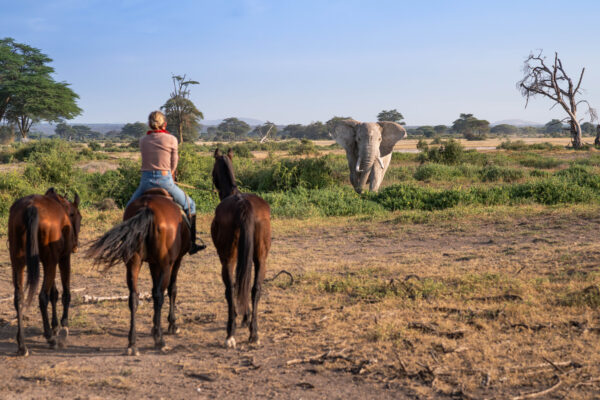 8-daagse Paardrijsafari Kilimanjaro Olifantenattractie - Tanzania