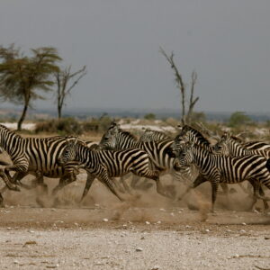 8-daagse Paardrijsafari Kilimanjaro Olifantenattractie - Tanzania - Afbeelding 5