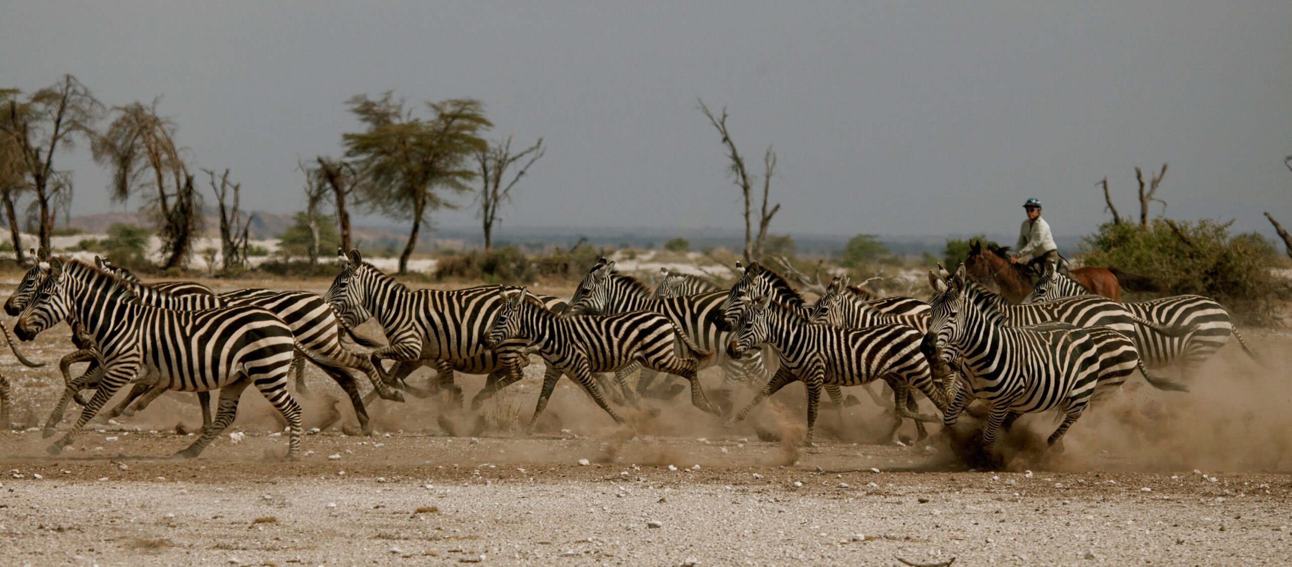 8-daagse Paardrijsafari Kilimanjaro Olifantenattractie - Tanzania - Afbeelding 5