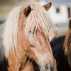Buitenritten in de omgeving van Reykjavík - IJsland - Afbeelding 2