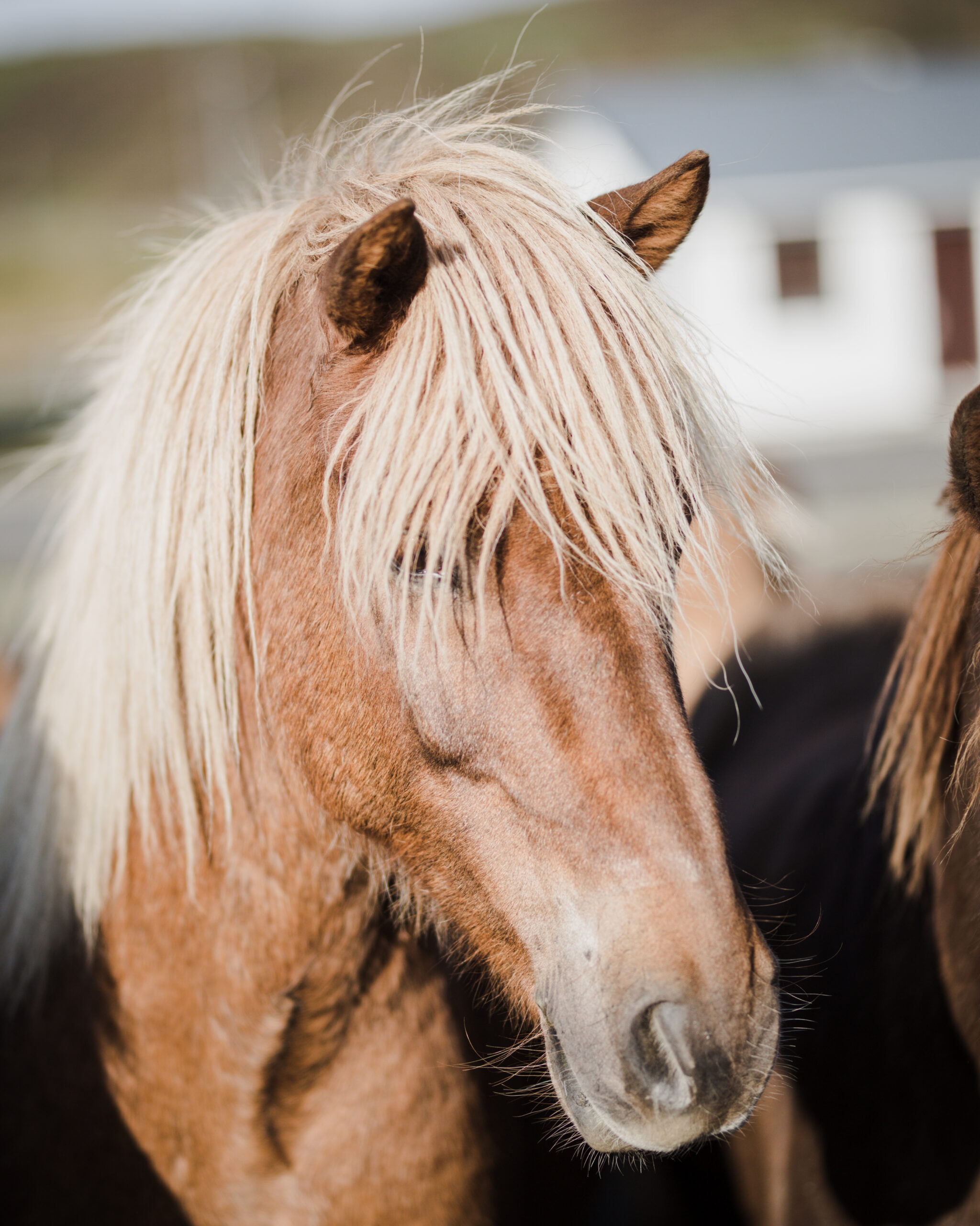 Buitenritten in de omgeving van Reykjavík - IJsland - Afbeelding 2