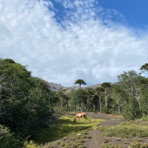 6-daagse paardrijtocht rond Sollipulli - Chili - Afbeelding 16