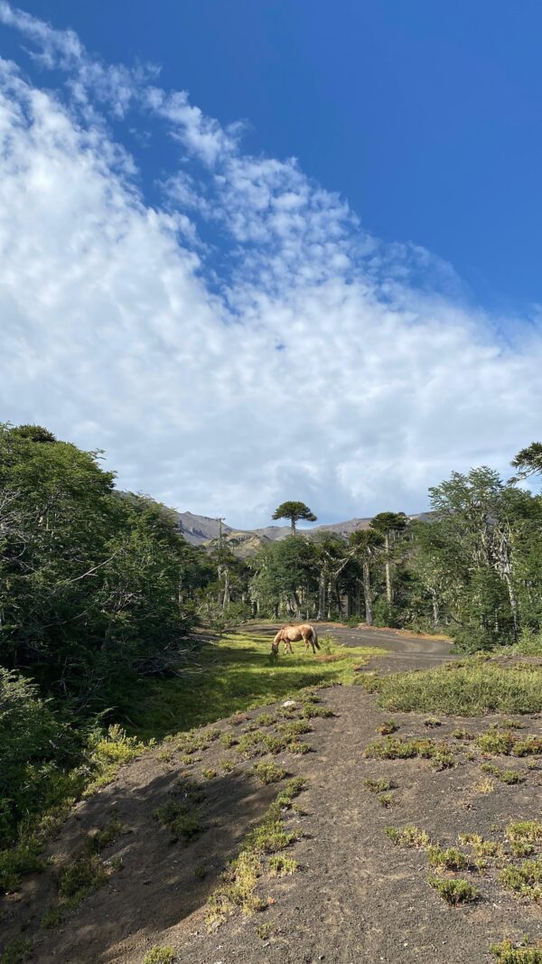 6-daagse paardrijtocht rond Sollipulli - Chili