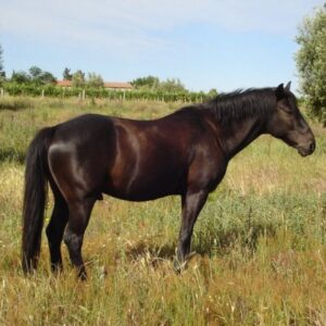 6-daagse paardrijtocht naar 6 verschillende prachtige dorpen Toscane - Italië - Afbeelding 11