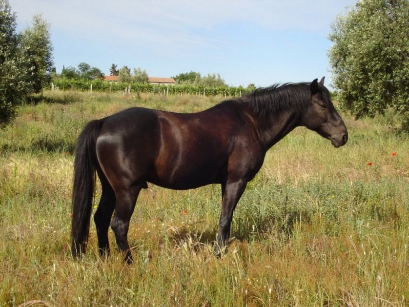 6-daagse paardrijtocht naar 6 verschillende prachtige dorpen Toscane - Italië