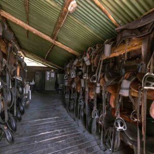 8-daagse paardrijsafari in de Okavango Delta - Botswana - Afbeelding 7