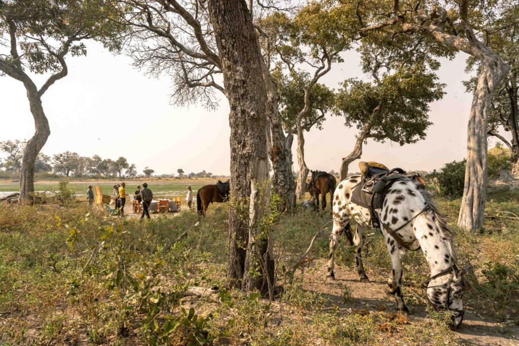 6-daagse paardrijsafari in de Okavango Delta - Botswana