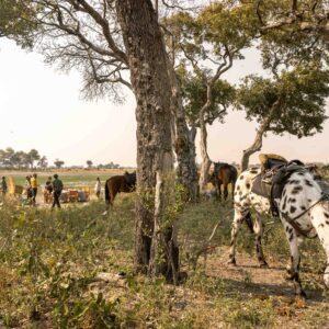 6-daagse paardrijsafari in de Okavango Delta - Botswana - Afbeelding 7
